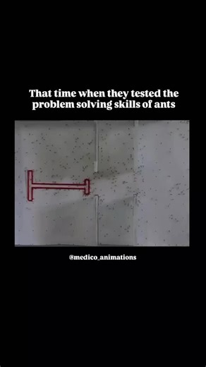 medical_animation on Instagram: "That time researchers from the University of Sheffield conducted a fascinating experiment to test how ants solve complex problems together. They placed hundreds of ants in a maze with barriers and obstacles, marked by a red structure, to study how they would find a path to food. At first, the ants wandered in all directions, but soon they began to cooperate, marking successful routes with pheromones. Over time, the colony collectively optimized the path, proving