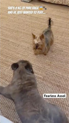 Mini dog, maxi scandal 😱🔥#shorts #dogshorts #dogs #doglove #viralshort #foryou