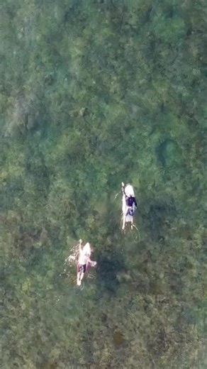 Turtles in the lineup. #turtle #surf #srilanka #midigama #surfsrilanka #seaturtle #sea #surfing #surfingvibe #srilankatiktok #srilanka🇱🇰 #turtles