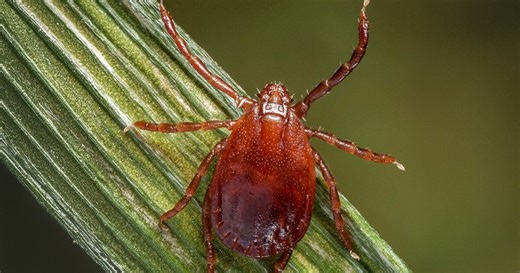 First Asian longhorned ticks confirmed in Butler County, a reminder tick season is year-round