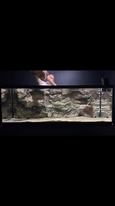 ...for Melanochromis Autatus and Maylandia Estherae (Red Zebra cichlids! | Aquadecor