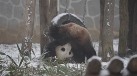 Giant pandas enjoy snow at Qinling breeding center