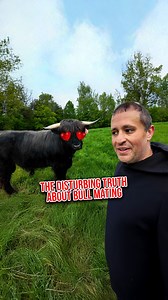 62K views · 1.6K reactions | Managing Breeding Timing on the Farm #farmlife #farm #animals #breeding | Gold Shaw Farm | Facebook