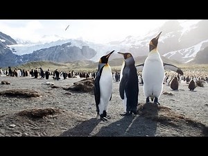 Our Penguins, Our Oceans | Pew