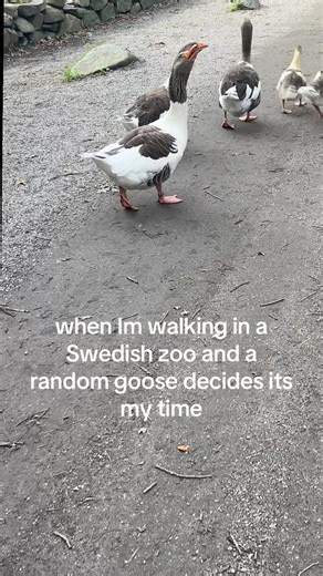 Encountering Geese at Skansen Zoo in Sweden