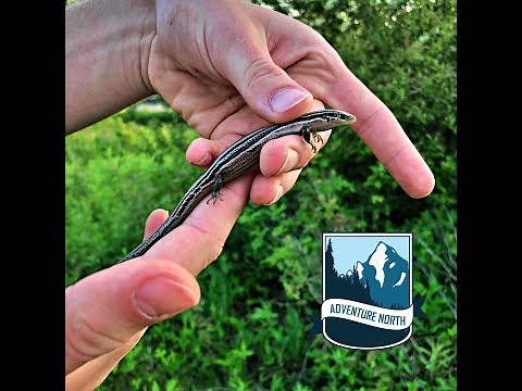 Catching Skinks!! The Lizard You've NEVER Heard of