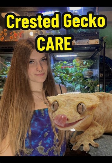 Crested Gecko Care Guide