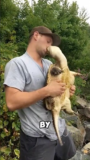 DO THIS, If you ever get bitten by a softshell turtle 🐢😨