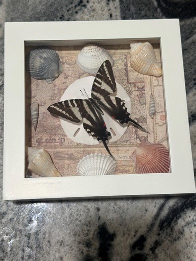 Florida Seashell and Zebra Swallowtail Butterfly Frame - Etsy