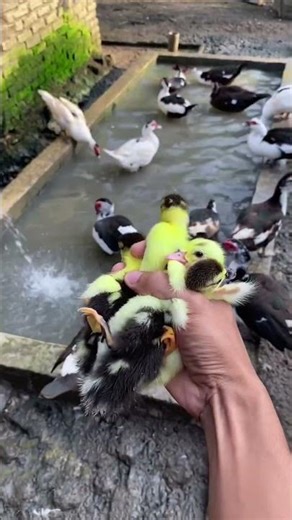 Baby Ducklings First Swim with Muscovy Ducks. #duck #ducklings #animals #cute #farming