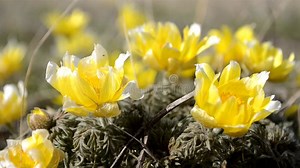 Wildflowers, Adonis Spring. the First Flowers of Spring, the Beginning of a New Life Stock Footage - Video of garden, macro: 217254736