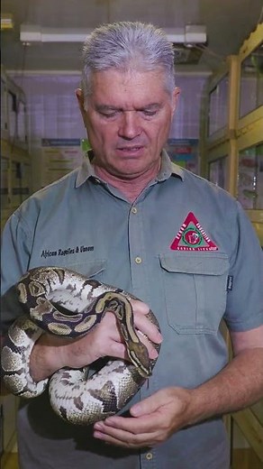 Watch Mike Perry discuss the exporting of Ball Pythons from Africa #snake #venom #ballpython