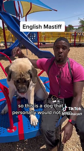 Understanding the English Mastiff Breed