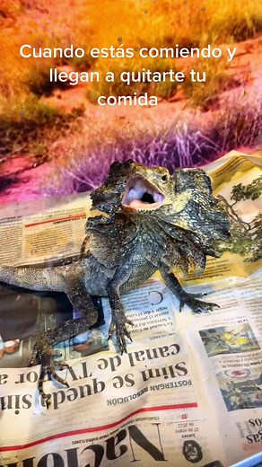 Clamidosaurio VS Comida: ¡Una Batalla Épica!