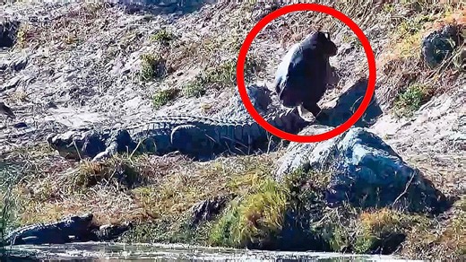 No fear! Cheeky hippo scares away crocodile by sitting on its tail