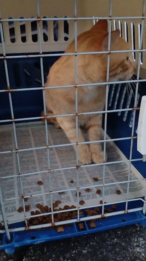 Et on relâche chat libre après stérilisation et identification °°• Campagne de stérilisation des chats errants sur la commune de Le Marin °°° 1 chat à la castration °°° @villedumarin Les chats sans propriétaire c'est à dire non identifié sont stérilisés, identifiés chat libre et marqués à l'oreille pour une identification visuelle des chats deja stérilisés °°° L'identification est obligatoire pour vos chats, amende de 750€ dans le cas contraire °°° Si non identifié ce n'est pas VOTRE chat au vue