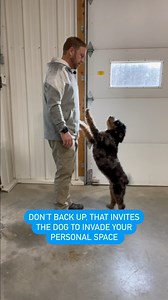 Dog jumping is a MAJOR problem for millions of dog owners. Here is free tip to stop the jumping and help your dog learn to respect you and your personal space. Learn from me, link in bio. | Vermont Dog Trainer