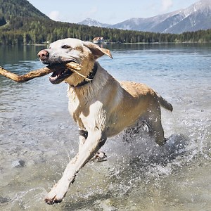Discendente dagli energici cani del Nord, il Labrador Retriever ha ereditato un appetito vorace e ha per natura la predisposizione a ingrassare. È quindi importante scegliere l’alimento pensato per le esigenze specifiche della sua razza: http://bit.ly/labrador_retriever_adult | Royal Canin