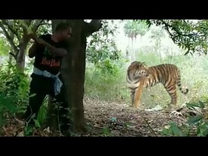 ATAQUES DE TIGRES EM HUMANOS