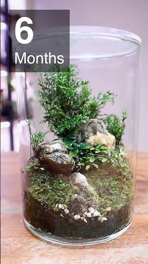 Closed Terrarium Care🍃