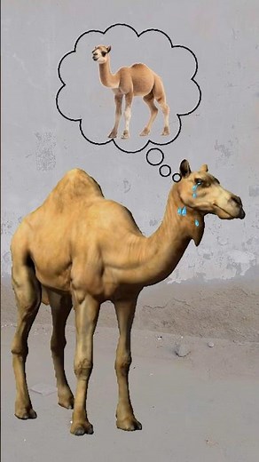 Cute Camel Crying 🥲❤️|