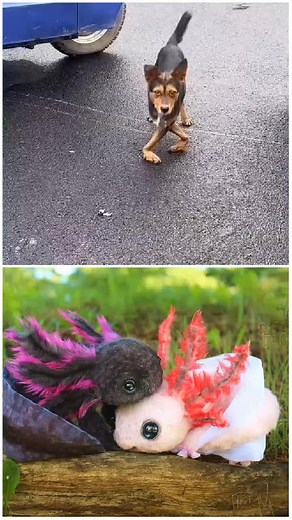 ANIMALS on Earth to MAKE US LAUGH- Super Funny Animal Videos #pets #funnycute #animal #fyp #cuteanimals #sniggermews #viralvideo #trendingvideo