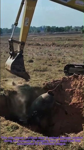 Excavator: Safe Burial of Diseased Cow