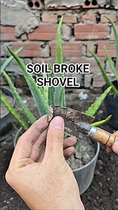 Hard soil BROKE my shovel! Ultimate Aloe Vera recovery! 😱