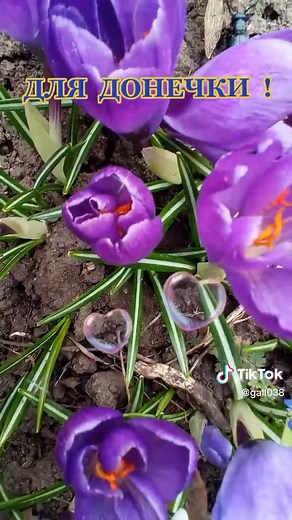 Галина Петрівна на TikTok