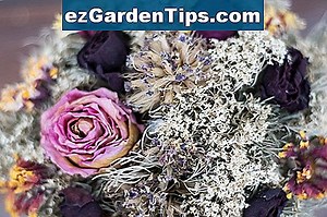 Wie man Blumen mit Glycerin konserviert 🌱 Tipps Gärtner - De.ezGardenTips.com