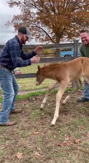 Daily videos from the farm #cat #cats #ai #sora #dog #dogs #usa #pet (221) | Cute Zoo