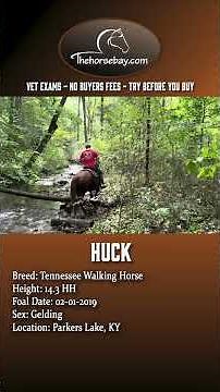 Gaited/Trail/Ranch Tennessee Walking Horse Gelding For Sale