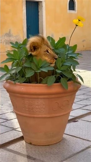 The Lion Who Tried to Hide in a Flowerpot! 😂🦁 (Silly Hide and Seek)