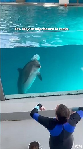 Dolphins Are Still Suffering in Captivity