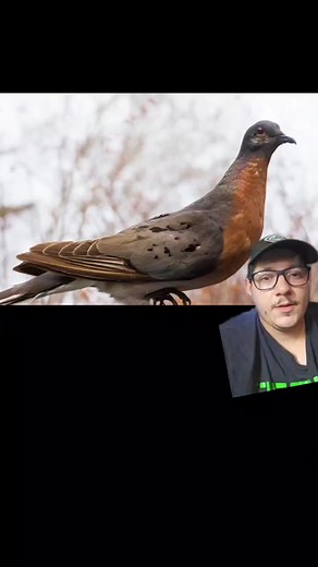 Passenger pigeons where hunted to extinction #passengerpigeon #fyp #pigeon #dove #bird #nature #educational #extinct