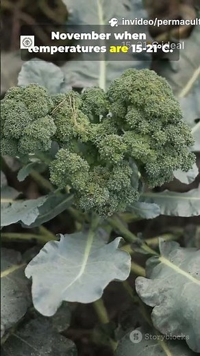 5 Organic Broccoli Growing Tips Every Gardener MUST Know 🌿 | Natural Farming Secrets"