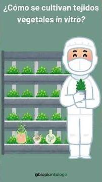 Cultivo in vitro de tejidos vegetales en el laboratorio 🌱🔬