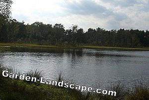 Növények: Glockenheide, Erica Tetralix & Gracilis - Növények És Gondozás | 2025