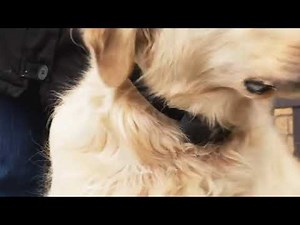 PetSafe® Anti-aboiement à spray