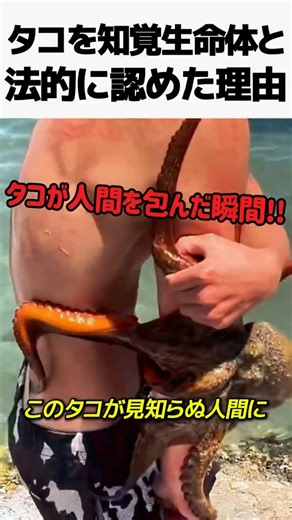 Why Europe legally recognized octopuses as "sentient beings"