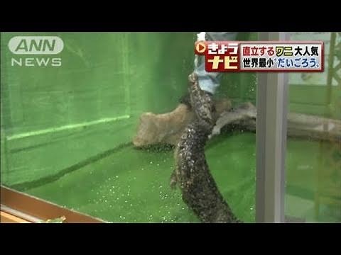 二本足で立ち上がる世界一小さなワニが人気（11/05/04）
