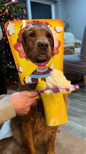 Pie face #dog addition