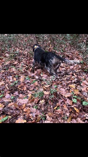 Caccia alla beccaccia con Ira🪶