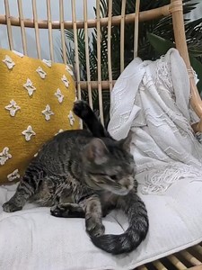 10K views · 5.1K reactions | Maya is always camera ready. Almost. ID for accessibility: Maya the grey tabby cat sits on a white cushion on a rattan egg chair. She is licking her butthole. Then, she sees the camera and poses all cute. | Maya the Cat | Facebook