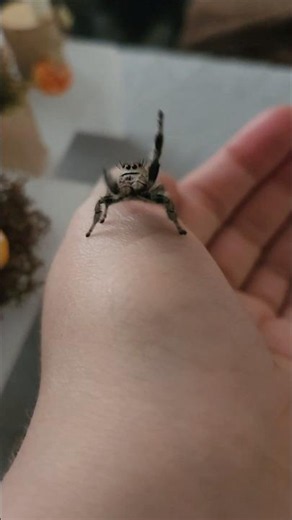 spood on the move #jumpingspider #jumpingspiders #regaljumpingspider #spider #petspider #spood #cute