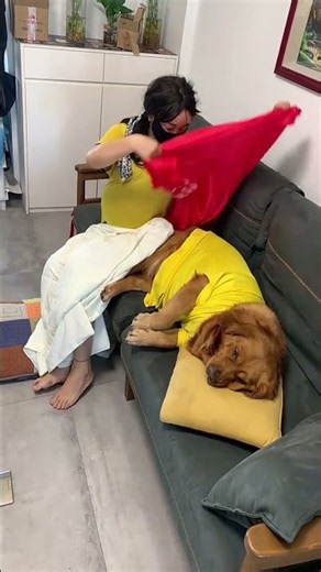 沙发太小太挤了，还是睡地上宽敞一些#养宠现状 #养宠趣味话题 #金毛#狗狗#美女