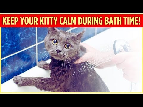 How to Safely Bathe Your Cat Without the Struggle!