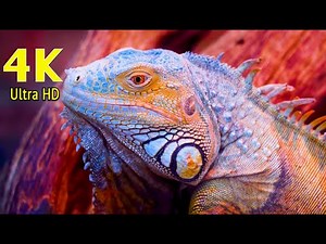 Collection of Iguanas in 4K UHD