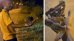 Tourists encounter gigantic Atlas moth