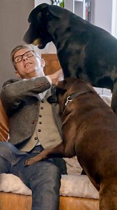 Dog Training Tips: Teach Your Dogs Good Manners Fast! 🐾✨ #DogTraining #Labrador #DogTrainingTips | Dogs Behaving Very Badly